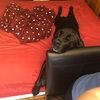 dianablake522